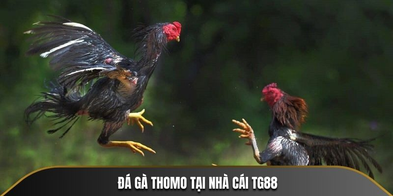 Lựa chọn hàng đầu của cược thủ